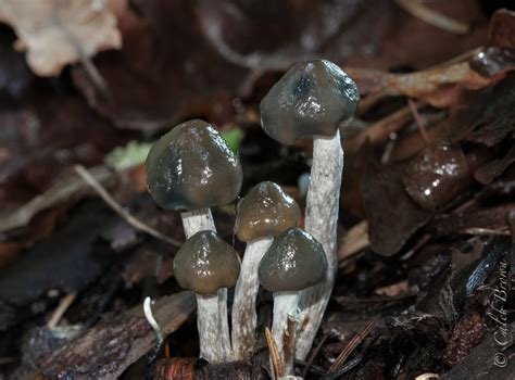 Black magic nushroom